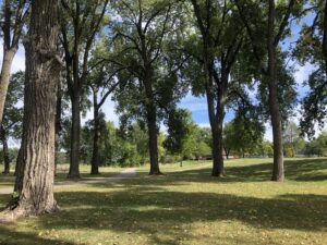 Under the cottonwood trees at Colvill Park